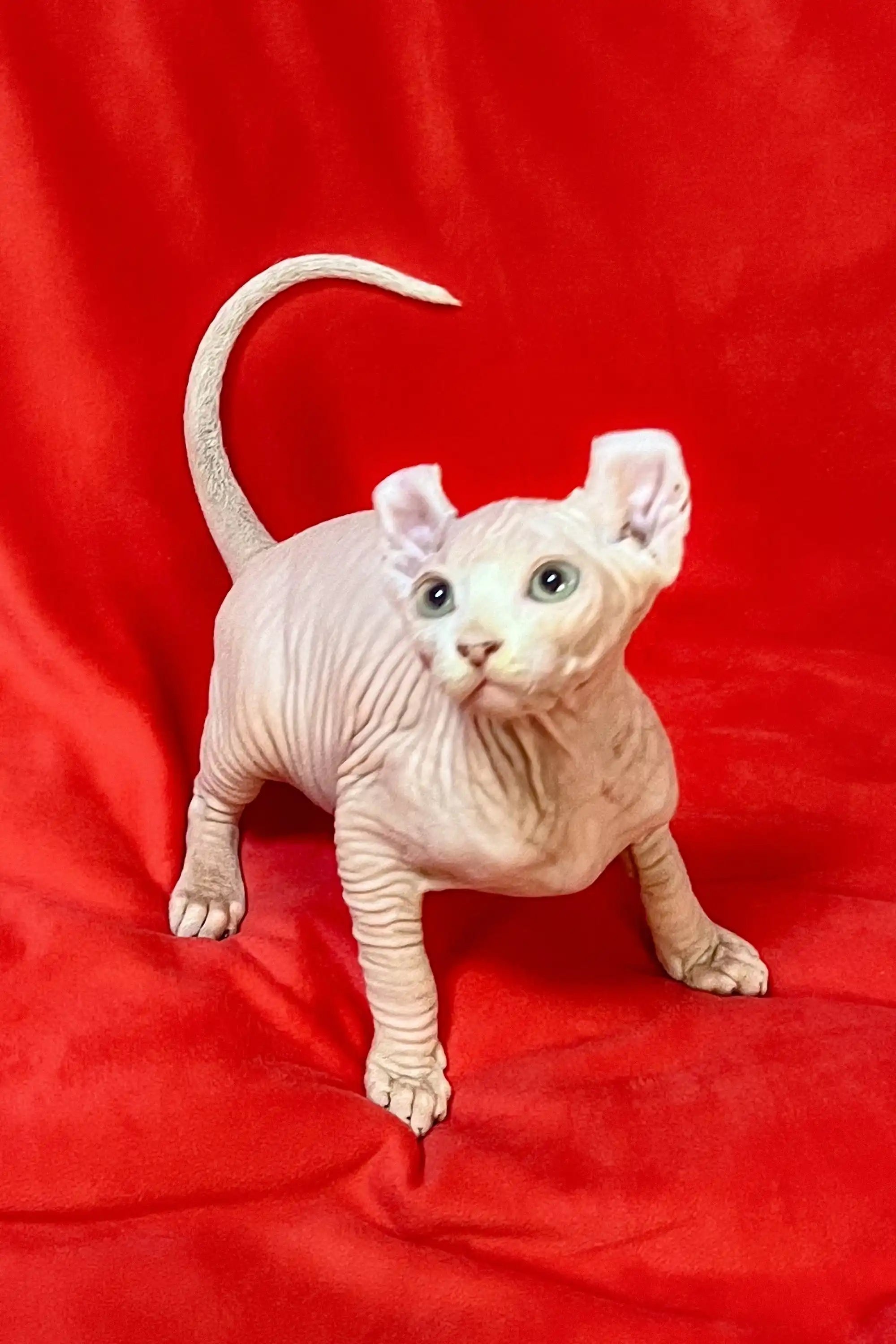 Hairless Sphynx Cats for Sale Wilma | Elf Kitten