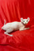 Hairless white Elf Kitten with big ears lounging on a vibrant red surface