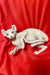 Hairless Sphynx cat lounging on red fabric, perfect for your Elf Kitten collection