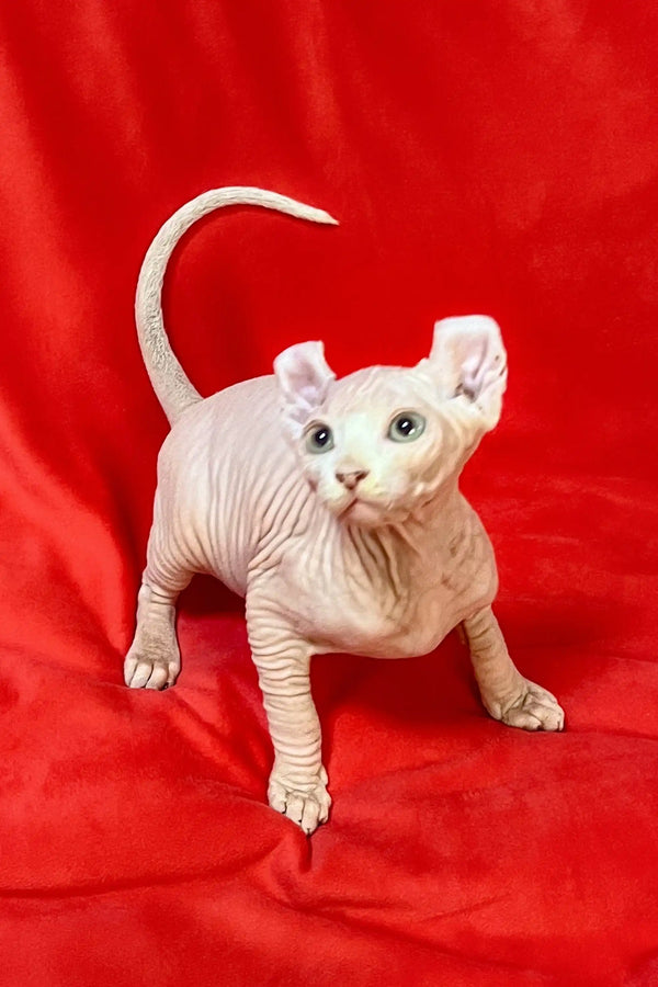 Hairless Sphynx Elf Kitten with big ears on a vibrant red surface