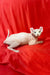 Hairless white Elf Kitten with big ears lounging on a vibrant red surface