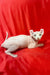 Hairless white Elf Kitten with big ears lounging on a vibrant red surface