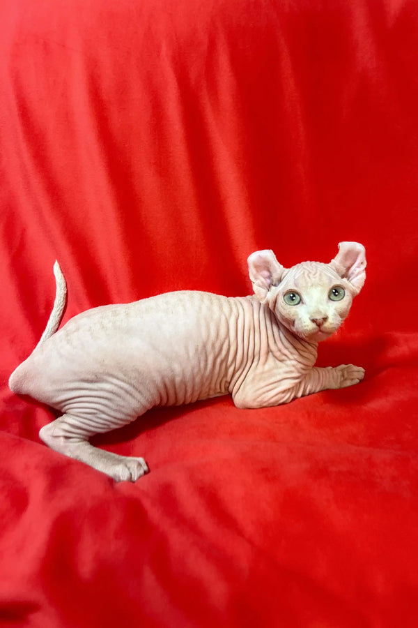 Hairless white Elf Kitten with big ears lounging on a vibrant red surface