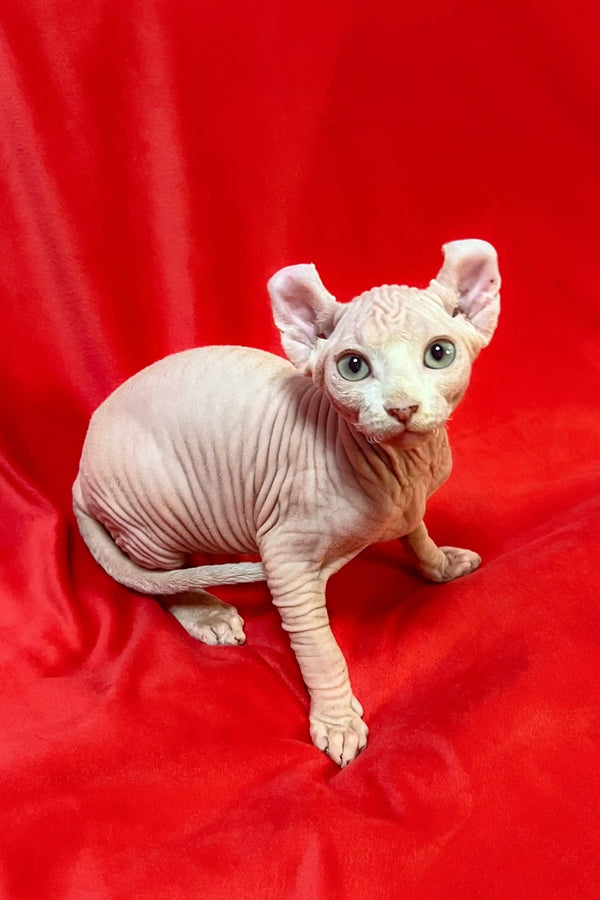 Hairless Sphynx cat on a red surface, showcasing the adorable Wilma Elf Kitten