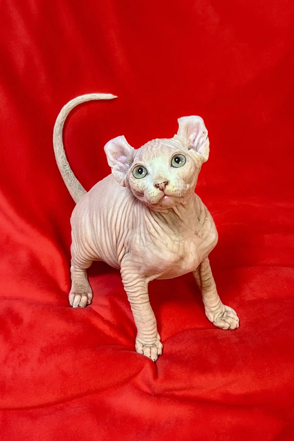 Adorable Hairless Elf Kitten with wrinkled pink skin and big green eyes