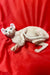 Hairless Sphynx cat lounging on red fabric, the perfect Elf Kitten companion