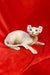 Hairless Sphynx Elf Kitten Wilma relaxing on a vibrant red fabric surface