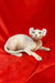 Hairless Sphynx cat on red fabric, perfect for showing off Wilma the Elf Kitten