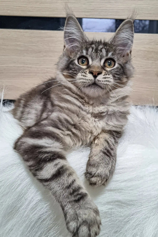 Gray tabby Maine Coon kitten Wilma with blue eyes on white fur