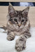 Gray tabby Maine Coon kitten Wilma with stunning green eyes and ear tufts