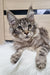 Gray tabby Maine Coon kitten named Wilma with fluffy fur and bright green eyes