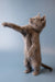 Gray Russian Blue kitten named Wilma standing on hind legs with paws outstretched