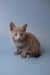 Gray Russian Blue kitten with wide eyes sitting adorably on a simple surface