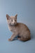 Gray Russian Blue kitten Wilma sitting and gazing adorably at the camera