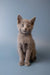 Gray Russian Blue kitten sitting upright with an alert expression and playful charm