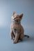 Gray Russian Blue kitten sitting upright, looking alert and super enchanting