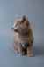 Gray Russian Blue kitten with alert ears and bright eyes sitting upright