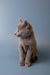 Gray kitten sitting upright with alert expression, a charming Russian Blue kitten named Wilma