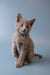 Gray Russian Blue kitten sitting upright with an alert and playful expression