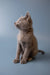 Gray kitten sitting upright, showcasing the charming look of a Russian Blue kitten