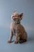 Gray Russian Blue kitten Wilma sitting upright with an adorable, alert expression