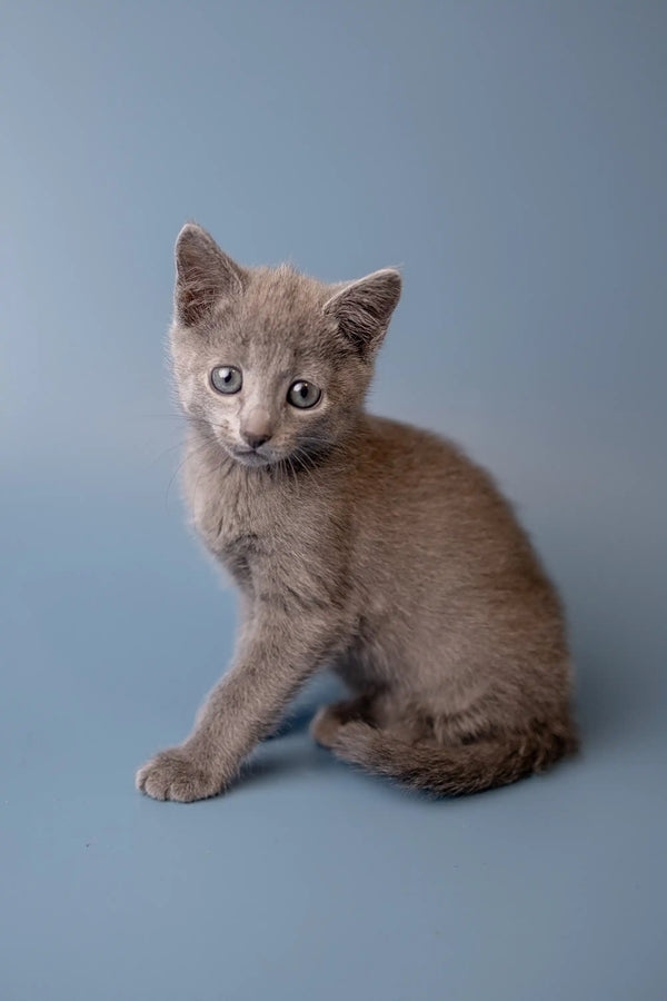 Gray Russian Blue kitten named Wilma sitting and looking at the camera