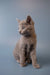 Gray Russian Blue kitten sitting upright with alert expression, super enchanting!