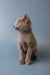 Gray Russian Blue kitten named Wilma sitting upright with an alert expression