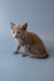 Tan kitten with alert expression, enchanting Russian Blue vibe, ready for fun