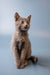 Gray kitten sitting upright with alert expression, showcasing an enchanting Russian Blue vibe