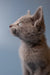 Gray Russian Blue kitten with an alert expression looking upward at Wilma