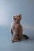 Gray Russian Blue kitten sitting upright, looking attentively upward in Wilma