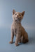 Gray Russian Blue kitten named Wilma sitting upright with an alert expression