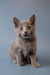 Gray Russian Blue kitten with wide, alert eyes sitting upright, looking enchanting