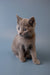 Gray Russian Blue kitten sitting upright with an alert expression, looking enchanting