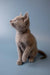 Adorable Russian Blue kitten sitting upright with a curious expression