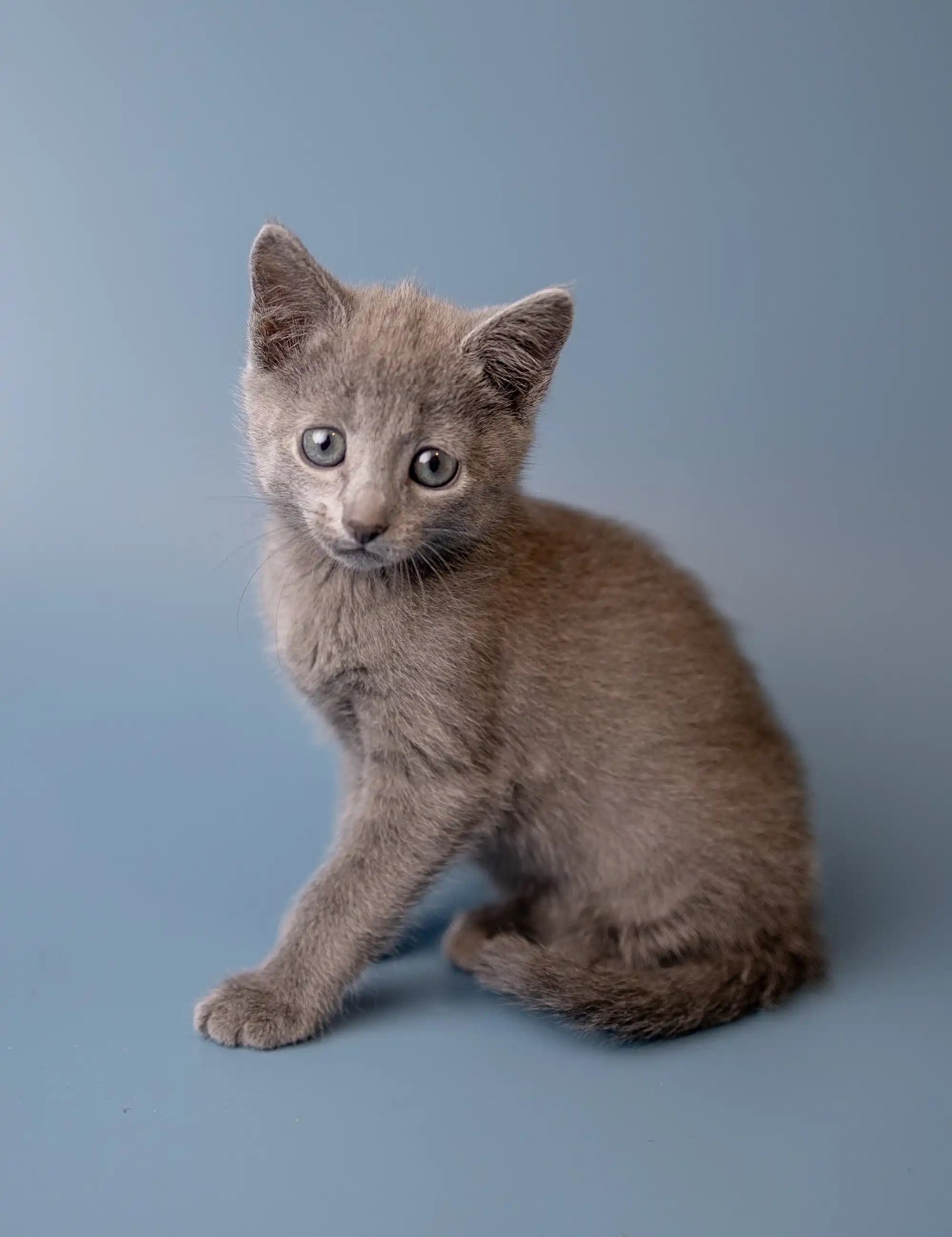 Ukranian Blue Kittens For Sale Wilma | Russian Kitten