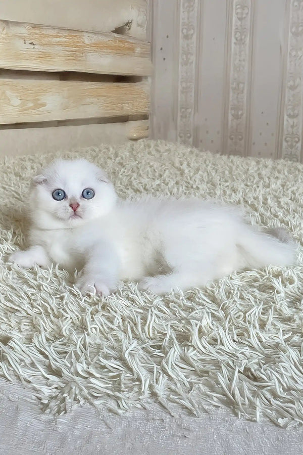 Wilson | scottish fold kitten