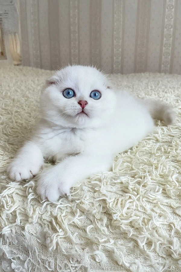 Wilson | scottish fold kitten