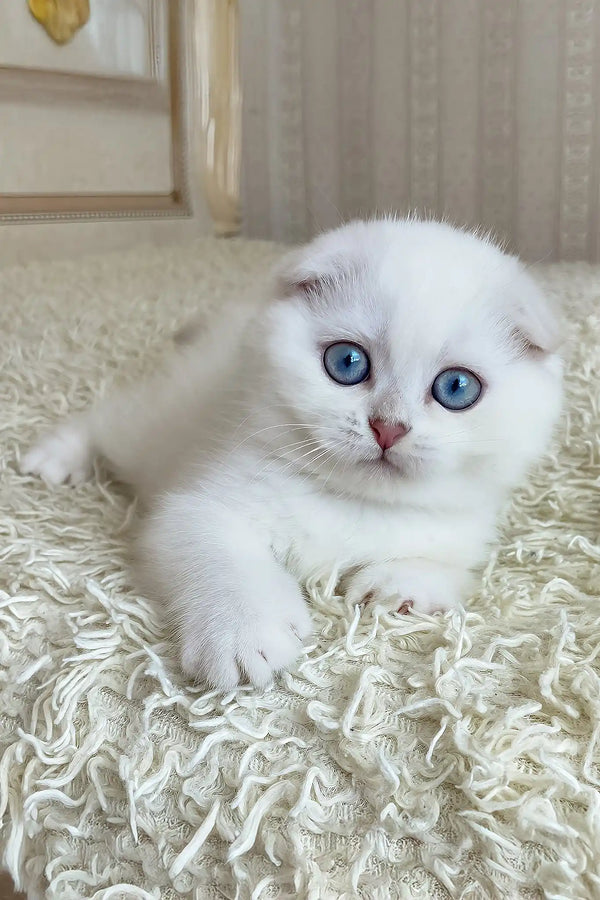 Wilson | scottish fold kitten
