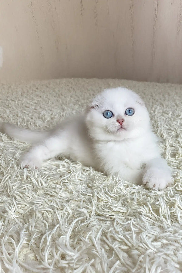 Wilson | scottish fold kitten