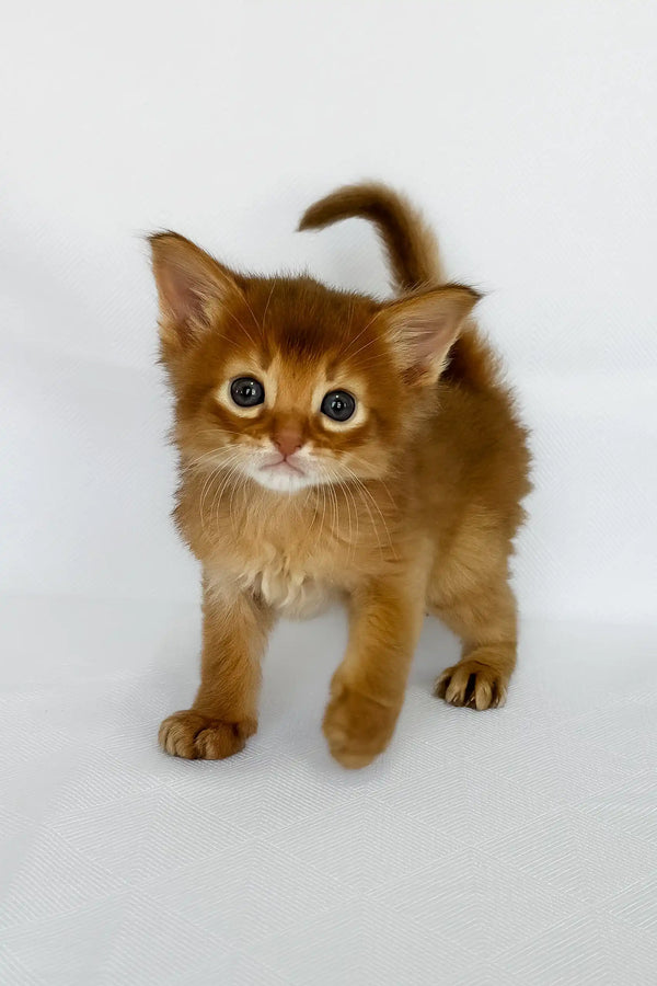 Wilson | somali kitten