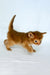 Wilson | somali kitten