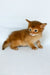 Wilson | somali kitten