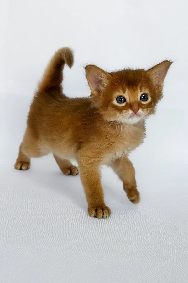 Wilson | somali kitten