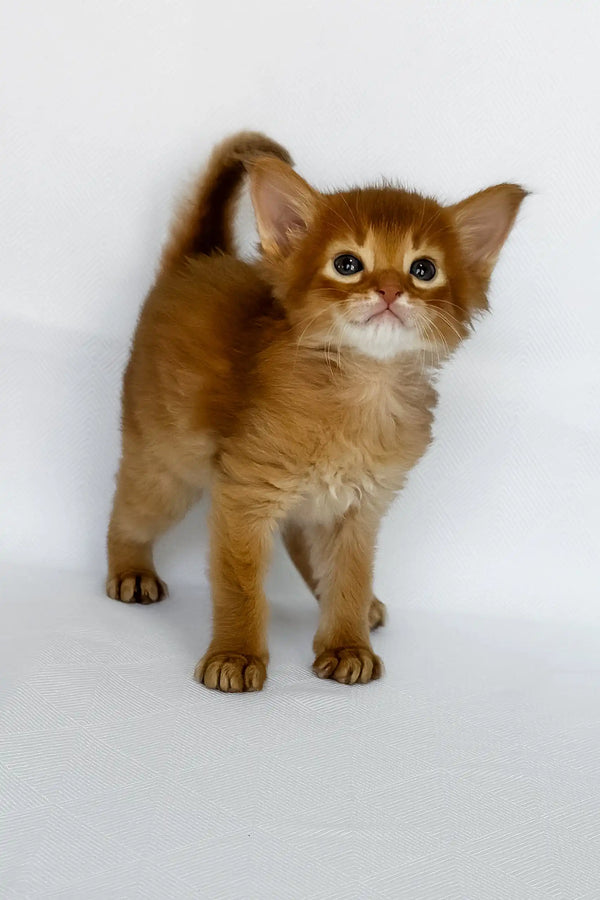 Wilson | somali kitten