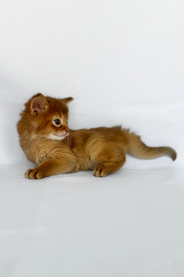 Wilson | somali kitten