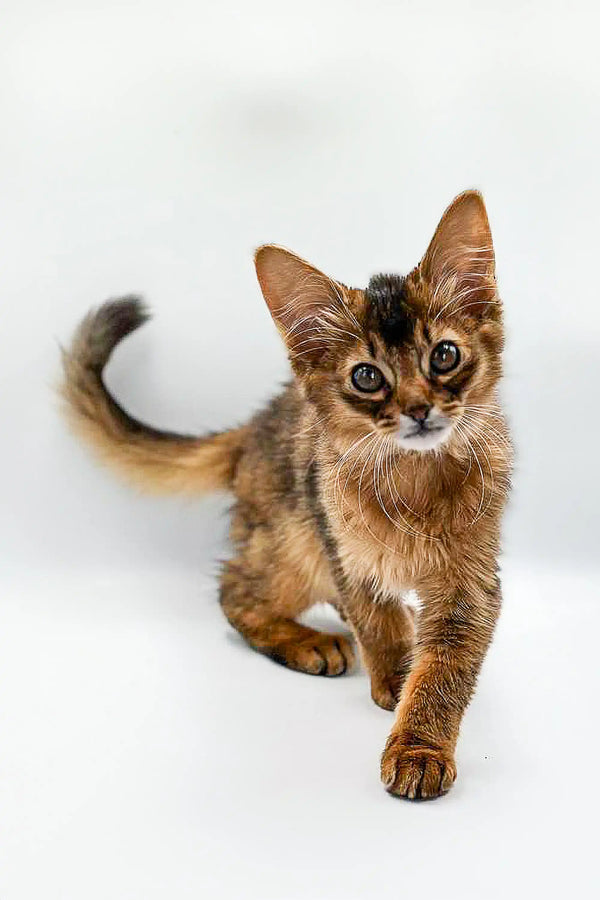 Somali Fluffy Cat 2ドル銀貨 Wilson the Somali Kitten with Gleaming Ruddy Fur