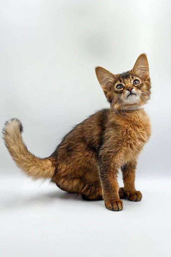 Somali Fluffy Cat 2ドル銀貨 Somali Fluffy Cat 2ドル銀貨