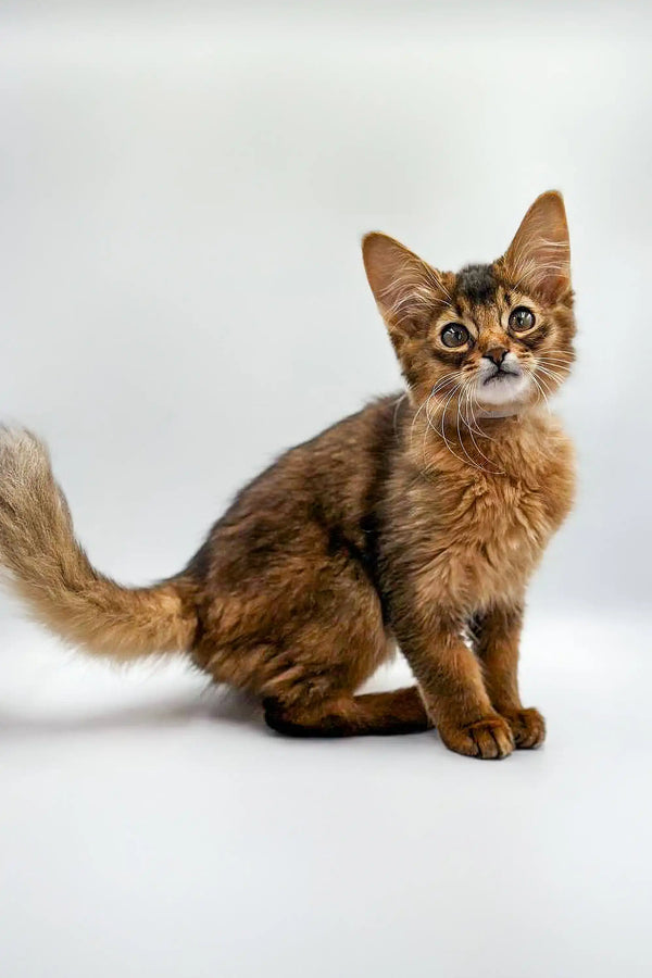 Fluffy Wilson Somali Kitten with big eyes and a bushy tail, super cute and playful